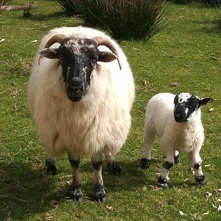 Teach An Ghleanna Landhaus Glengarriff